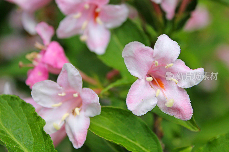 粉红色的花- Weigela